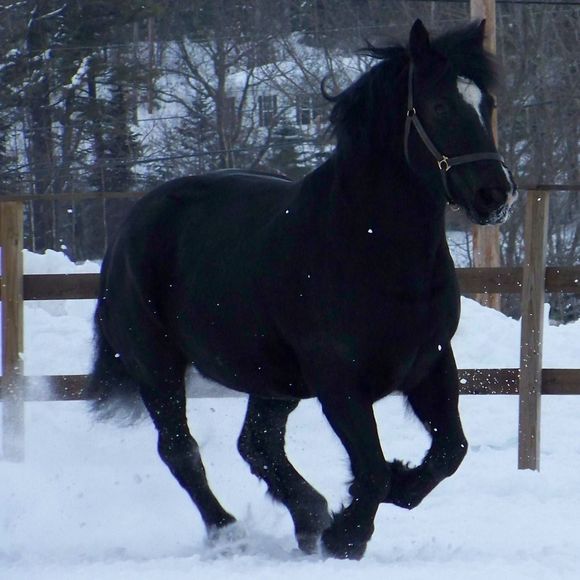 Meet your Posher, Elizabeth - Picture 1 of 1